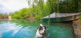 Hundefreundliche Campingplätze